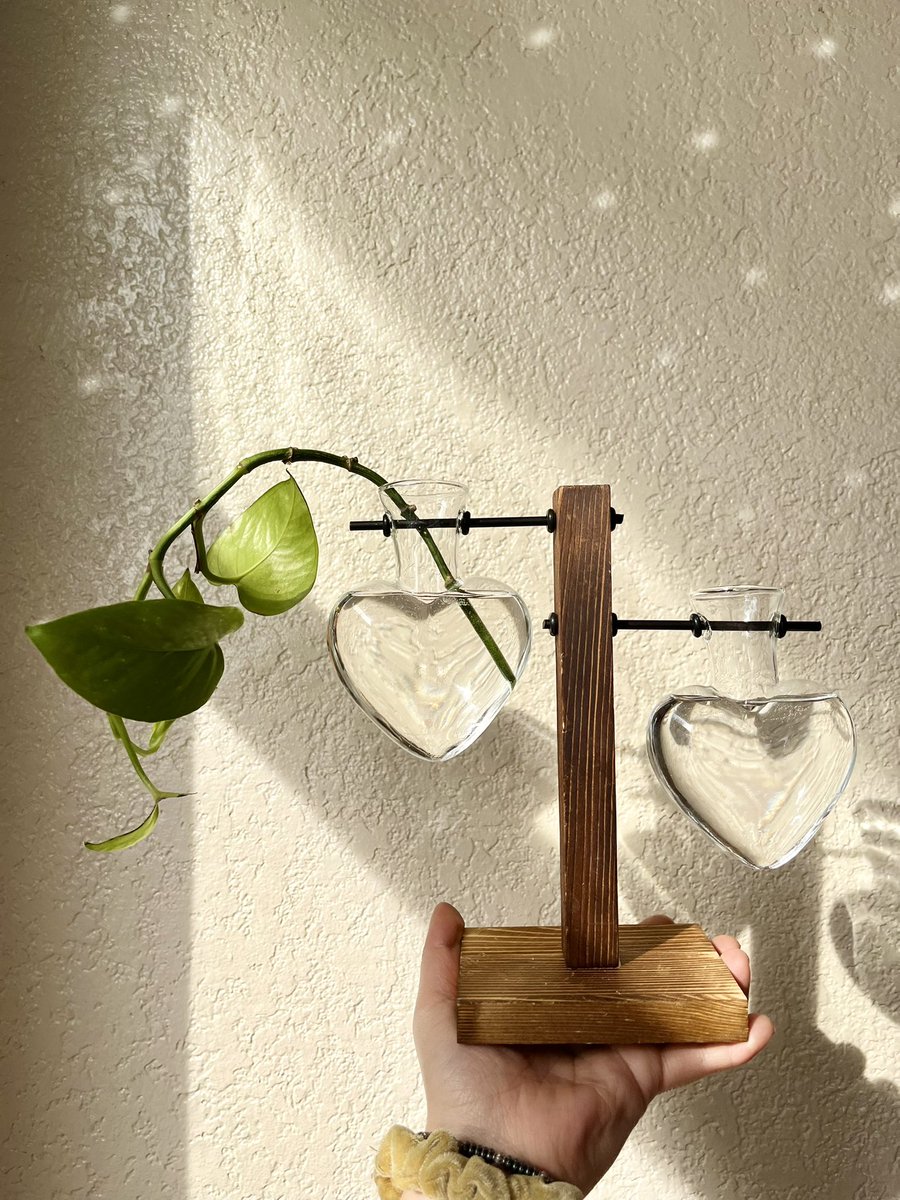 jenneyscorner's tweet photo. please look at how cute my new propagation station is!! 🥹🪴 heart shaped supremacy forever ♡ ♡ ♡ https://t.co/eXZzgIzteD