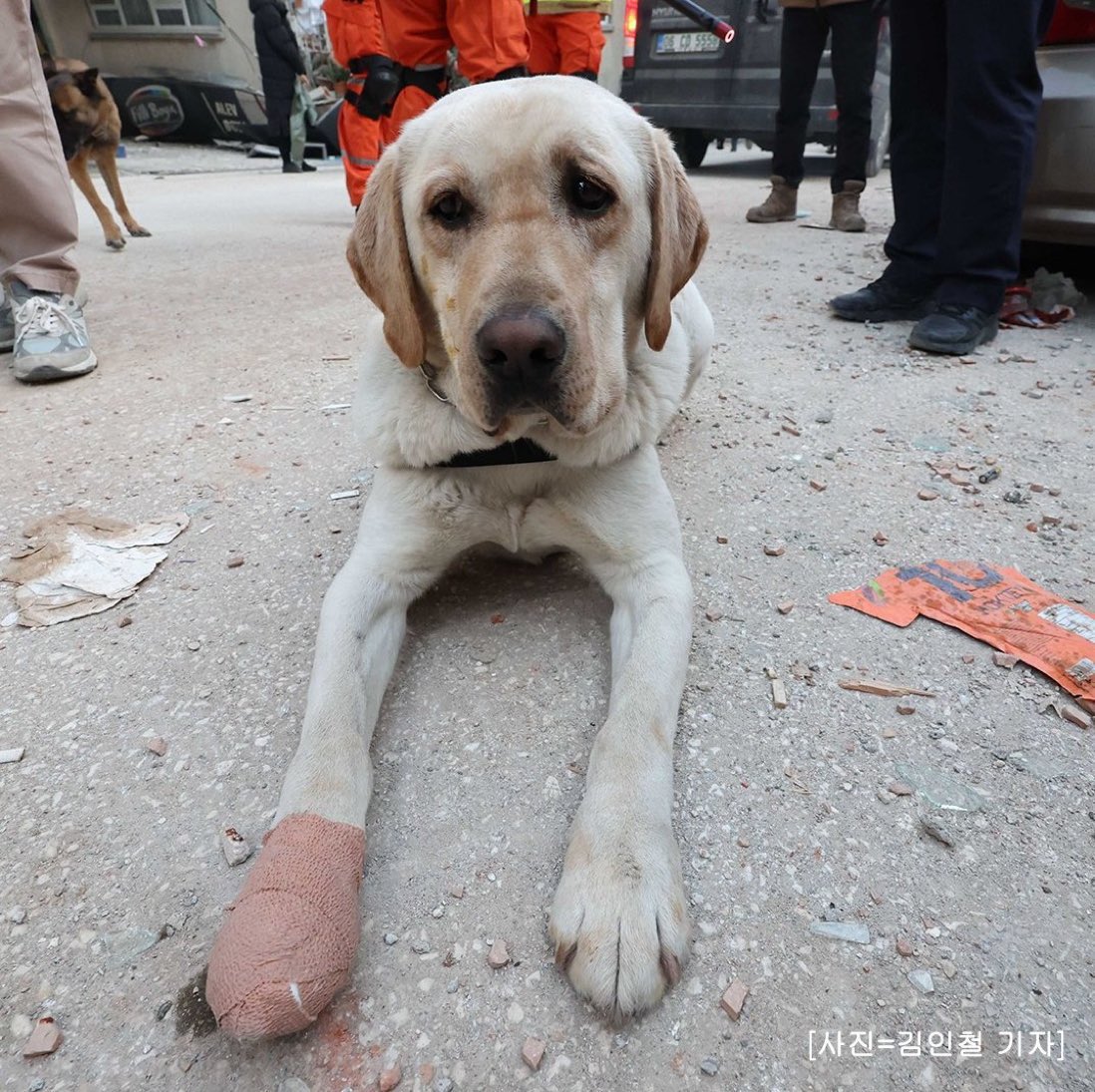 Morenita (@morenamia25) on Twitter photo .<a href="/m_ebrard/">Marcelo Ebrard C.</a> Por qué los perros no llevan equipo de protección? En el 2017 se les estuvieron recaudando equipos, botas, alimento,lentes. No aprendieron nada de la sociedad civil. x.com/keka_keka_keke… .<a href="/m_ebrard/">Marcelo Ebrard C.</a> Por qué los perros no llevan equipo de protección? En el 2017 se les estuvieron recaudando equipos, botas, alimento,lentes. No aprendieron nada de la sociedad civil. x.com/keka_keka_keke…
