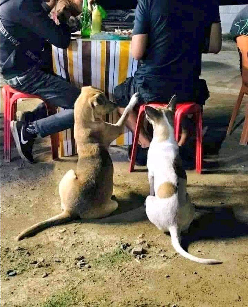 TheViditsharma's tweet photo. Please feed the voiceless souls ❤️❤️🙏 https://t.co/dd6blJlnMW