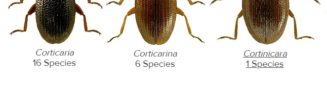 I'm convinced taxonomists just named these genera to mess with others.
I always need to double-check whether I'm dealing with Corticaria, Corticarina, or Cortinicara.
ukbeetles.co.uk/latridiidae