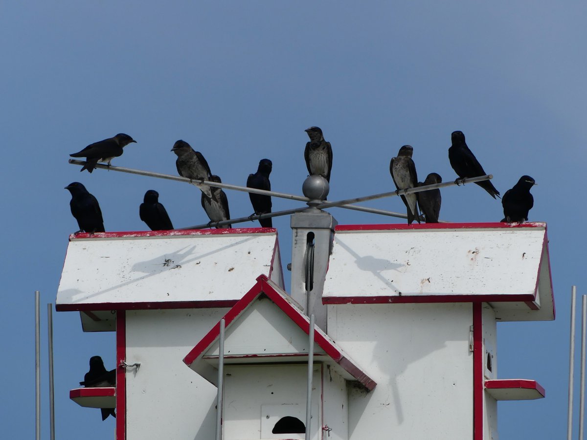 Check out our new paper! We looked at migration timing and genomics in purple martins across North America. Thank you to collaborators @MattThorstensen, @KevinCFraser, @kedelmore, @alexander_suh! doi.org/10.1038/s41598…