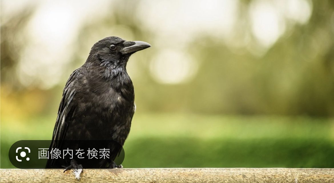 with_hanbao's tweet photo. 台湾に6年間住んでるけどカラスを見た事がない事に今更気づいた、今日この頃。

#台湾
#鴉
#烏鴉 https://t.co/aDoHO4HZBl