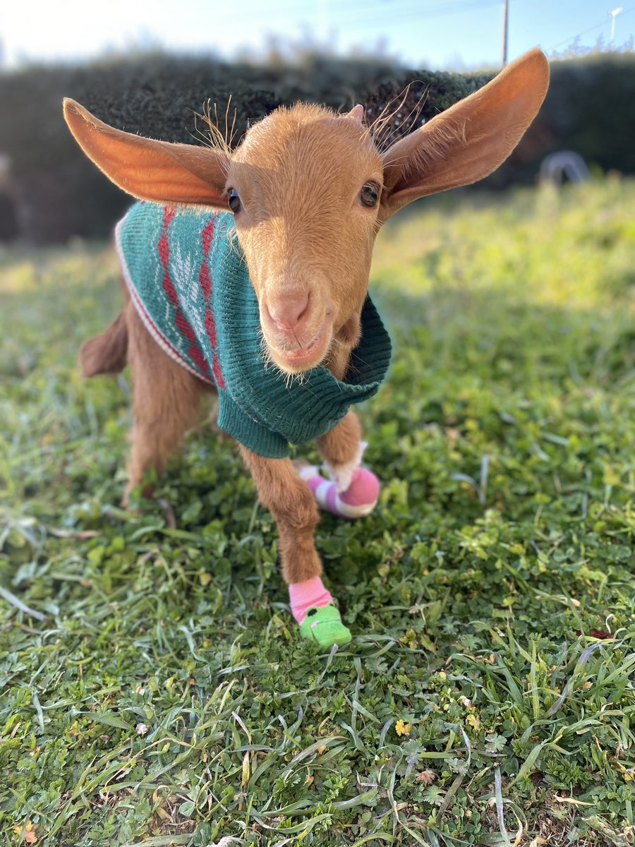 santuariovegan's tweet photo. Por si os habíais olvidado de lo bonita que es Violeta, aquí os dejamos dos fotos que le hicimos ayer con su suéter favorito y sus calcetines para convertirse en la cabrita más intrépida de su maravilloso mundo interior 💚 

Ayúdanos🙏 https://t.co/9DsEFFtKOO https://t.co/1X1gNBQQ5H