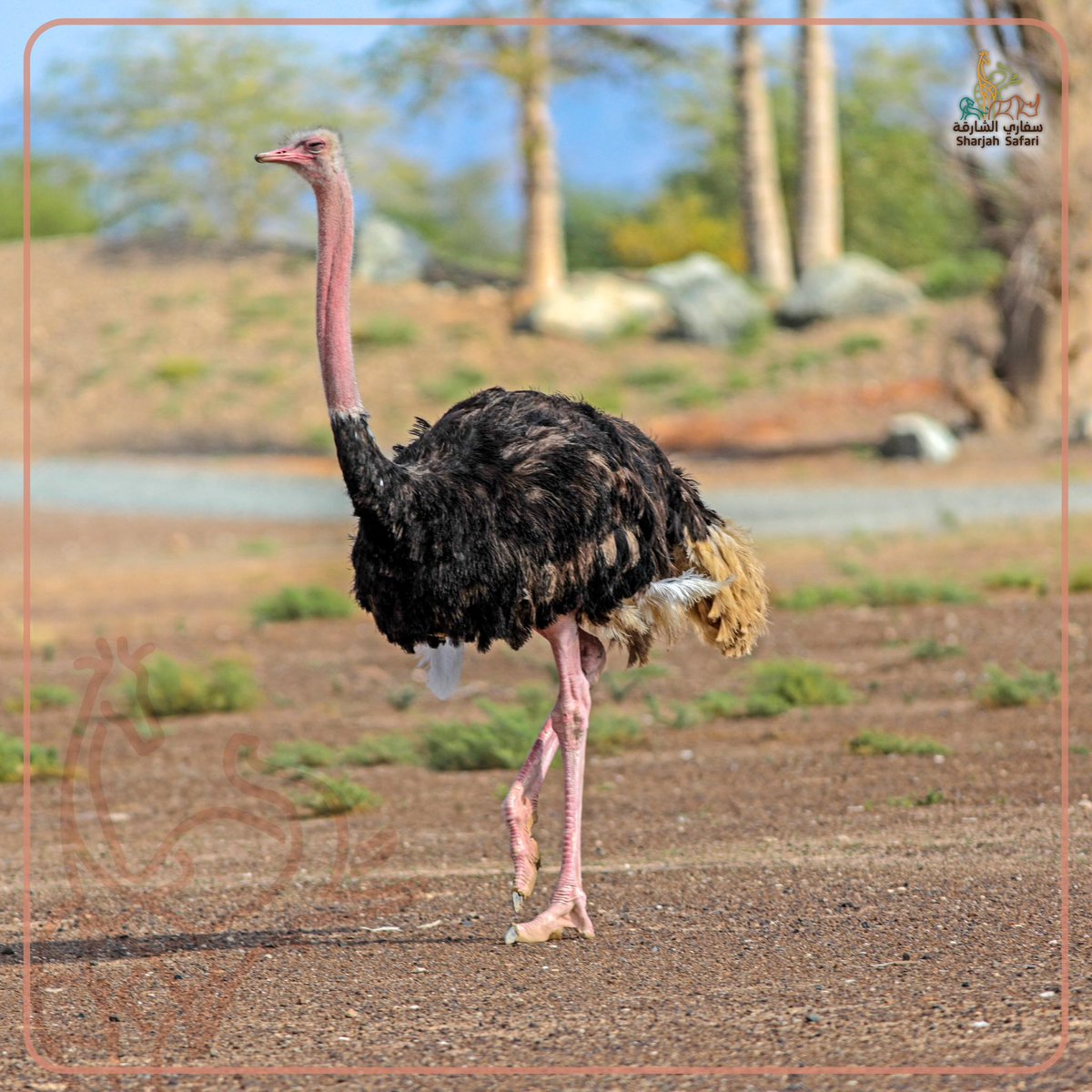 Shj_Safari tweet picture
