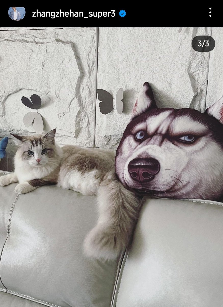 analyzing_media's tweet photo. I love this picture of Kele with his judging face beside the judging husky cushion.
#ZhangZhehan #Kele #TeamKele #purrsonality https://t.co/OARRnwVRS9