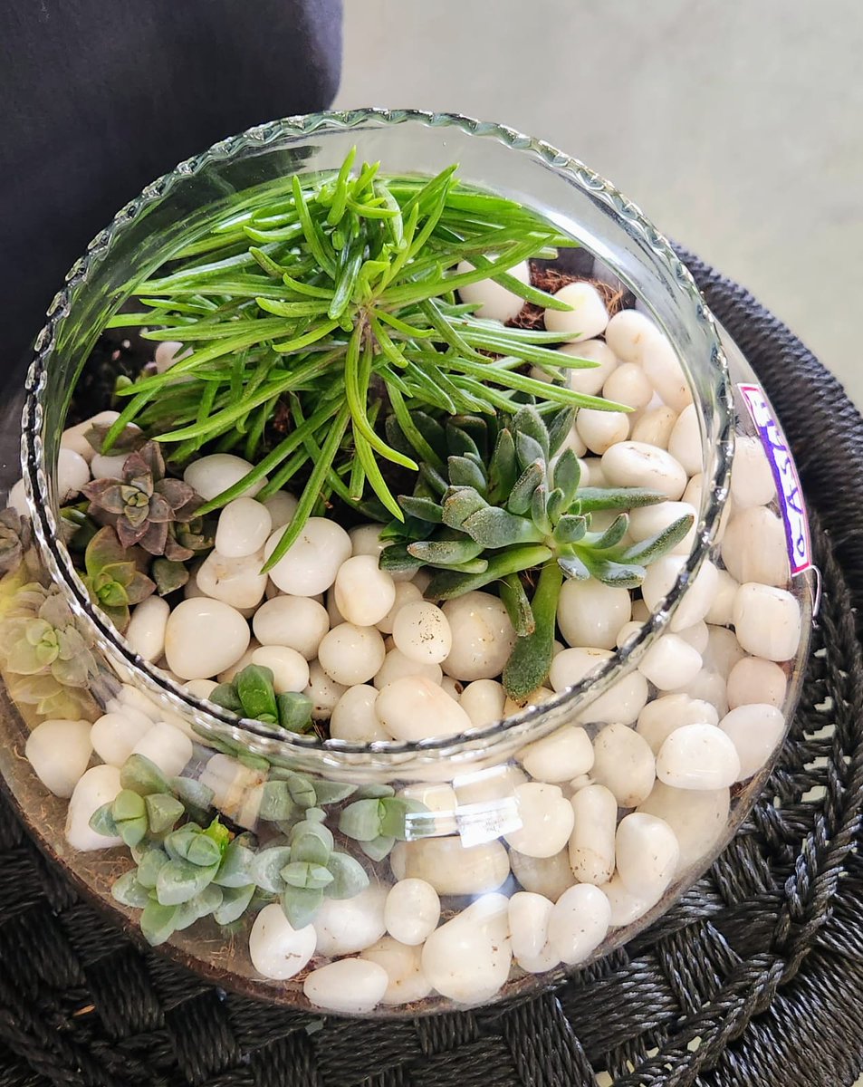 MadhulitaPat's tweet photo. #CrewOneKindlers are exploring how biotic🌿🐞🐛&amp; abiotic☀️🫧 things interact in an ecosystem! 

Ss designed and constructed their own terrariums and will be studying them and recording observations over time⏲️ #SharingThePlanet #ibakah #pypchat 
@SimranS40735194 https://t.co/HIjWcYL4Mb