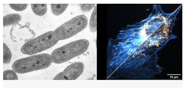 Want to join a supportive team? Start with an exciting &amp; interdisciplinary #PhDposition in my lab researching #peptide #AMR mechanisms in #mycobacteria #acidfast lnkd.in/eNtc7XEC
For how to apply go to lnkd.in/eUKbWWCY