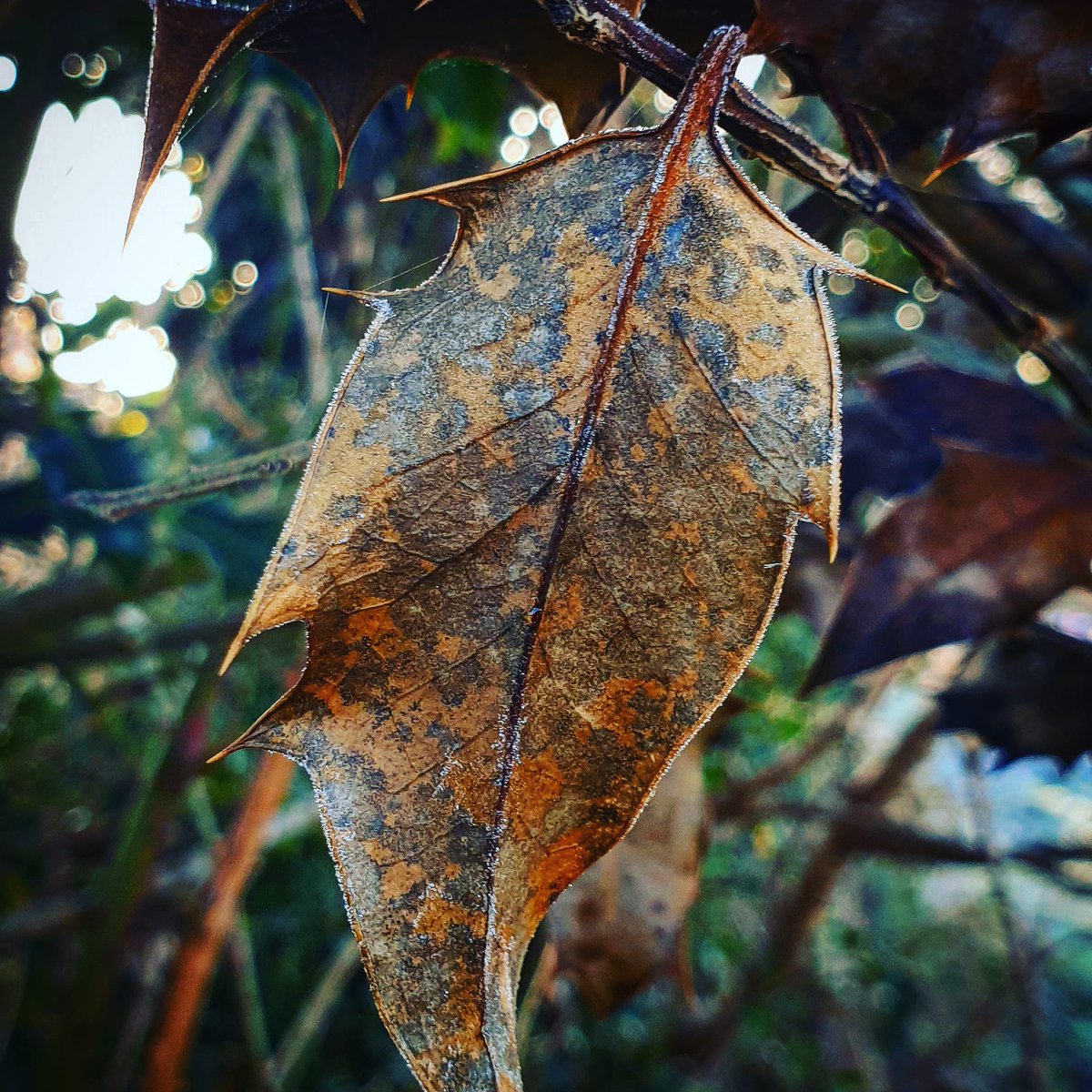 The leaf wears last year, a gown of fine patina, between earth and air. #naturepoetry #nature #poetry #poetrycommunity  #naturephotography #poem #naturelovers #poetrylovers #naturepoem #poems #naturepoems  #poet #writingcommunity #photography #haiku  #haikupoem #haikupoetry