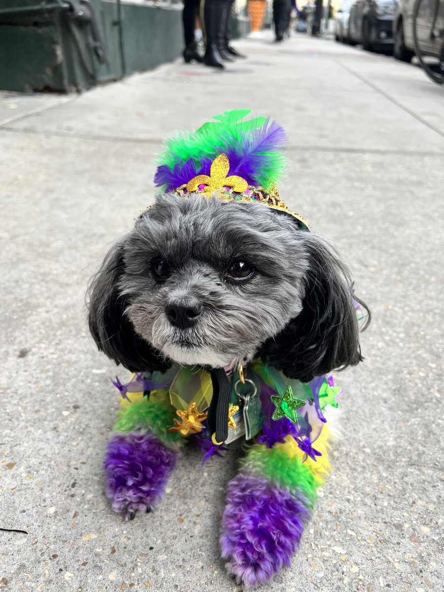 mretif's tweet photo. @zoe_on_the_point is ready for Mardi Gras! ⁦@FOX8NOLA⁩ https://t.co/IA7EAXQmnI