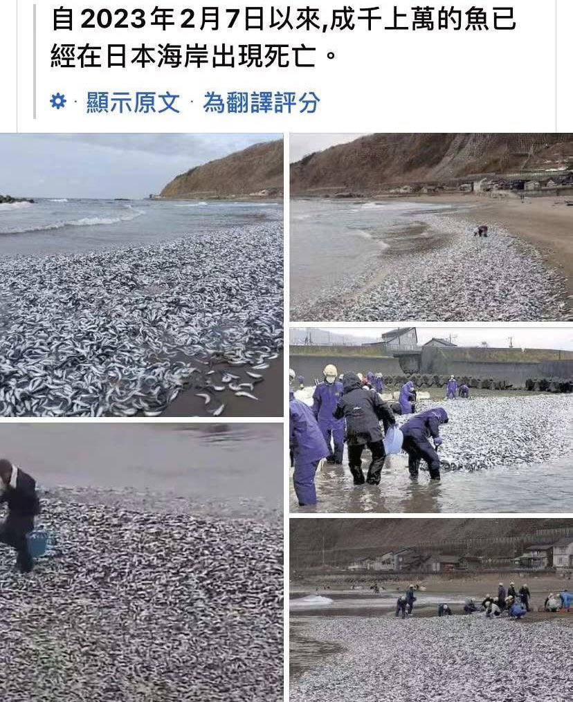 YujunWale's tweet photo. 日本海岸出现大批鱼死亡🤯 https://t.co/92zKfvIzFP