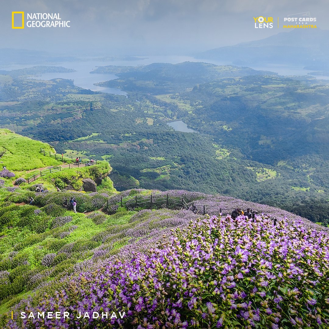 Thank you for moving us with your amazing captures. Congratulations to the winners of #yourlensMH who painted an incredible picture of Maharashtra through their lens! #NatGeoIndia #PartneredContent @SaieTamhankar @maha_tourism @cdpixels