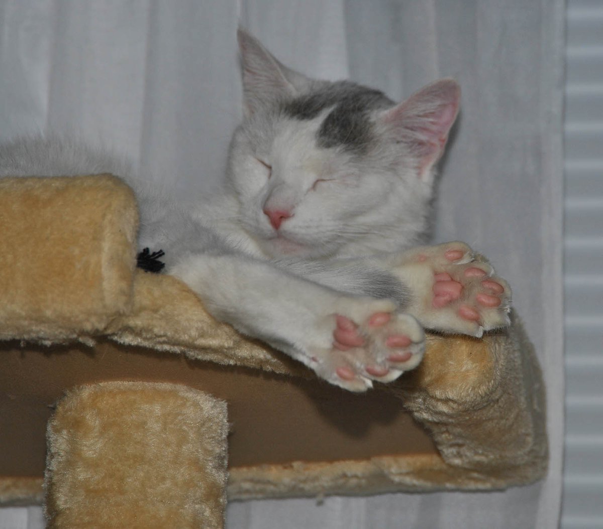 BigBlockWagon's tweet image. My feline watch party with Chester, Sofie, Mellow &amp;amp; Shelby who was a kitten during #LivePd days.
#OPLiveKitty #OPLive #OPNation