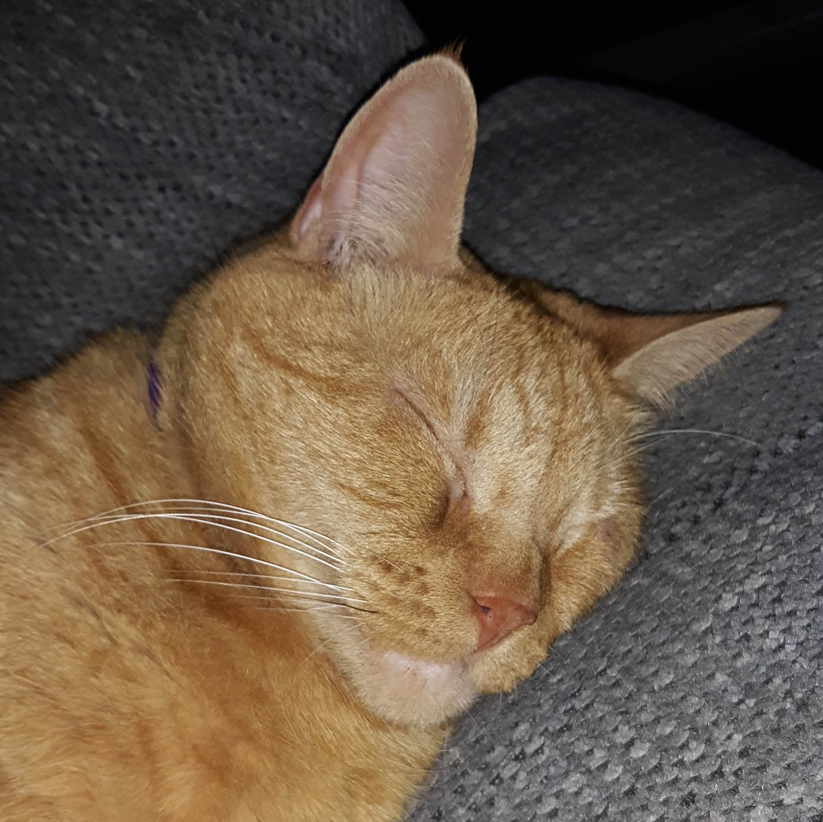 BigBlockWagon's tweet image. My feline watch party with Chester, Sofie, Mellow &amp;amp; Shelby who was a kitten during #LivePd days.
#OPLiveKitty #OPLive #OPNation