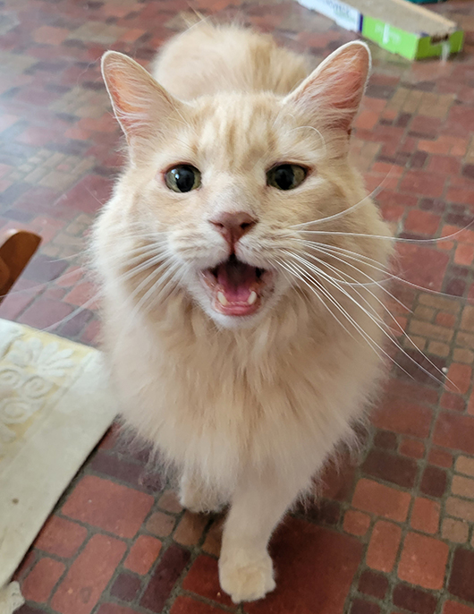 BigBlockWagon's tweet image. My feline watch party with Chester, Sofie, Mellow &amp;amp; Shelby who was a kitten during #LivePd days.
#OPLiveKitty #OPLive #OPNation