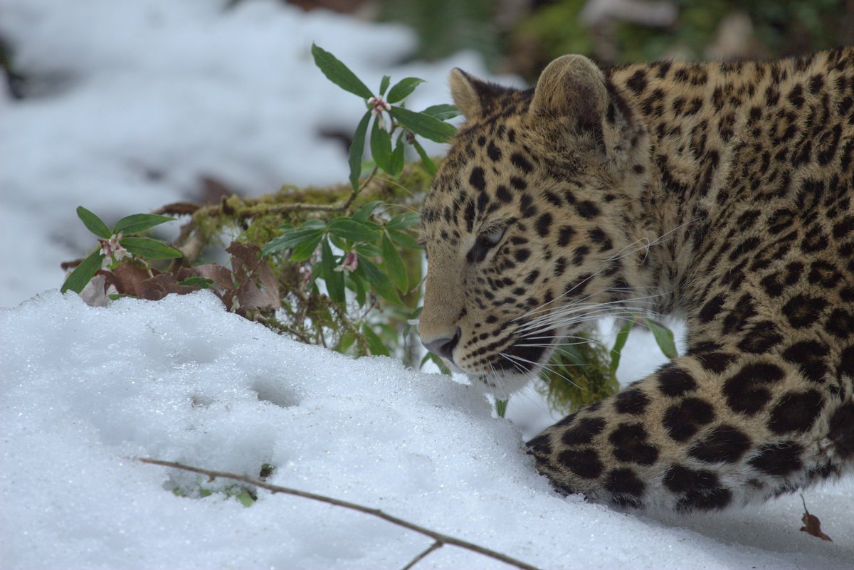 TrekkingTiger's tweet photo. The word 'tiger' is in many places used by locals to refer to any big cat.  Like the idea of a new trek in the Himalaya where the tigers are in fact leopards, clouded leopards and snow leopards?  Watch this space for an update in March. https://t.co/Zw88GIibWI