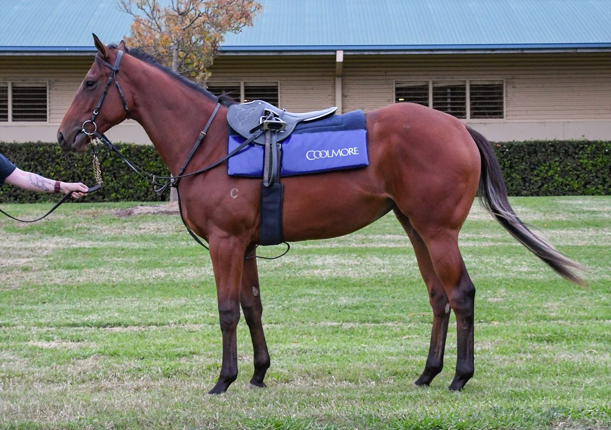 Coolmore Australia tweet media