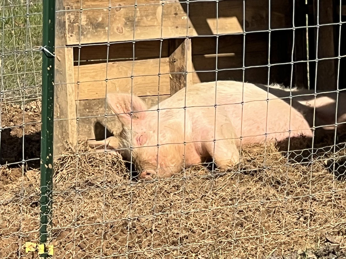 It’s a sunbathing kind of day!! #sunny #piggy