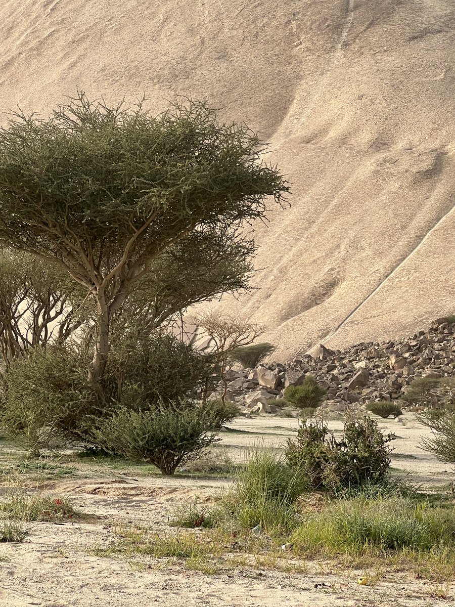 لقطه من جبله وتبدوا زحاليقنا نحن الجيل السابق