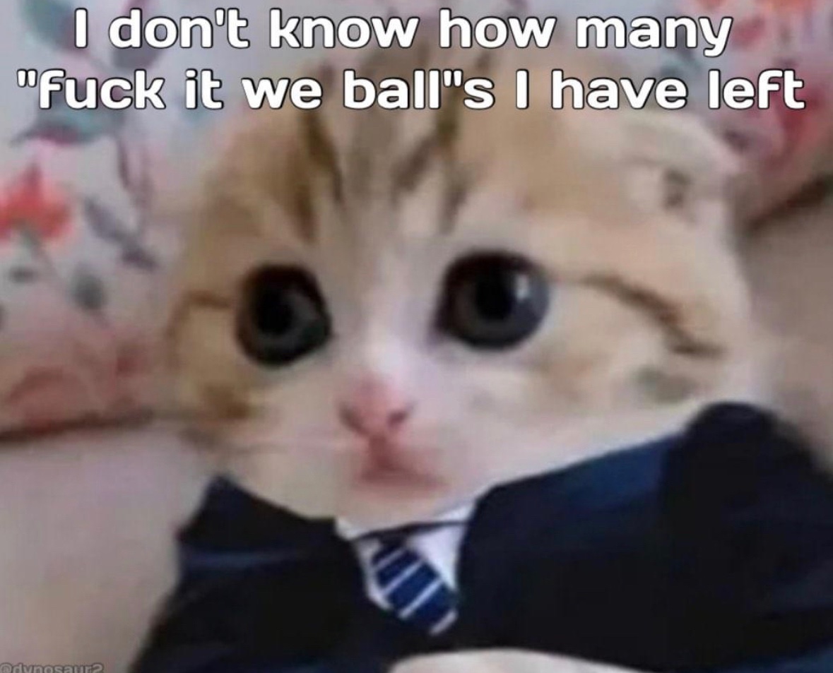 LiterallyMeCats (@literallymecats) on Twitter photo 