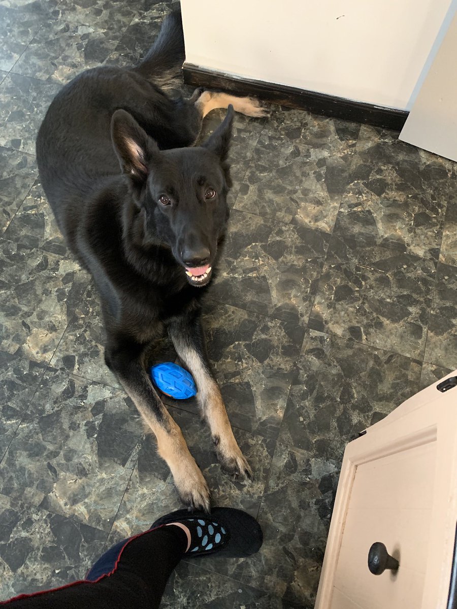 @Mel5x5 @REMASCULATE @catturd2 My parents had a beautiful GSD, his name was also Jesse! This one owns my heart ♥️ completely! He is HUGE and only 2 years old. Has a beautiful loving ♥️ Waiting on me to finish cooking to play. Always by my side. 🥰