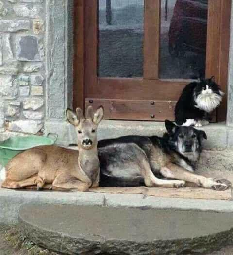 hey_butter's tweet photo. "Came home to this today. I only own the dog."
lol not my pets https://t.co/ZmJa6AI80D