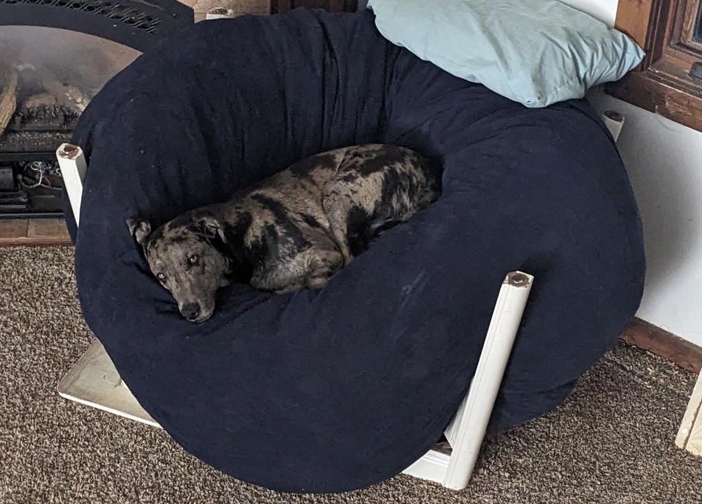 Shoggy Is Not Dead (@shoggyseldom) on Twitter photo 