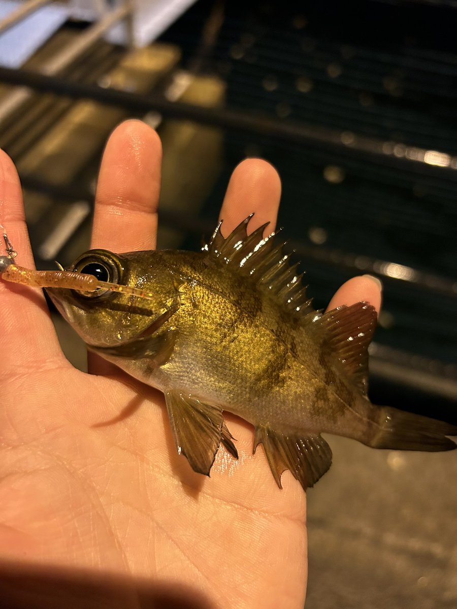 初めて江田島に行ったけど激渋でした笑