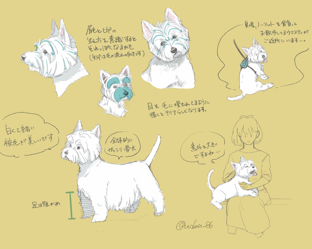 ウェスティの描き方を研究したときの名残が出てきた
テリア犬種はいいぞ!!!! 