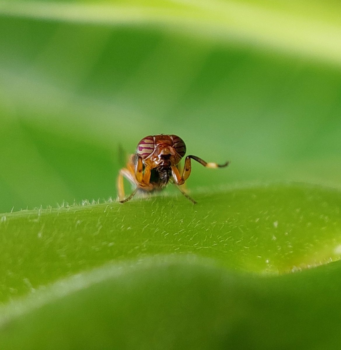 kaur2204's tweet photo. I think when God was distributing eyes, bees were choosen to be given the best.
Just in love with their eyes 😍
#marco #photography #insect #world 
Note: Photographs are taken by me and are subject to copyright. Do not steal without consent. https://t.co/KnMUUpmGqU