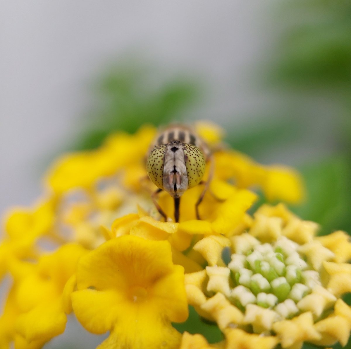 kaur2204's tweet photo. I think when God was distributing eyes, bees were choosen to be given the best.
Just in love with their eyes 😍
#marco #photography #insect #world 
Note: Photographs are taken by me and are subject to copyright. Do not steal without consent. https://t.co/KnMUUpmGqU