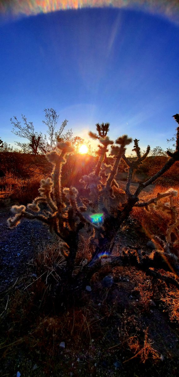 teri1372's tweet photo. Perfect way to end the evening. #joshuatree #CaliforniaViews #photographylovers #amaturephotographer #myviews #twitterphotos https://t.co/SNRcIDr2An