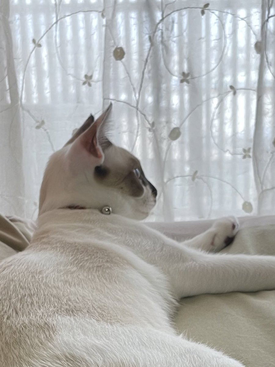 delthoma's tweet photo. #何も言わずに飼い猫の横顔をアップする選手権 https://t.co/4yFMaus1qT