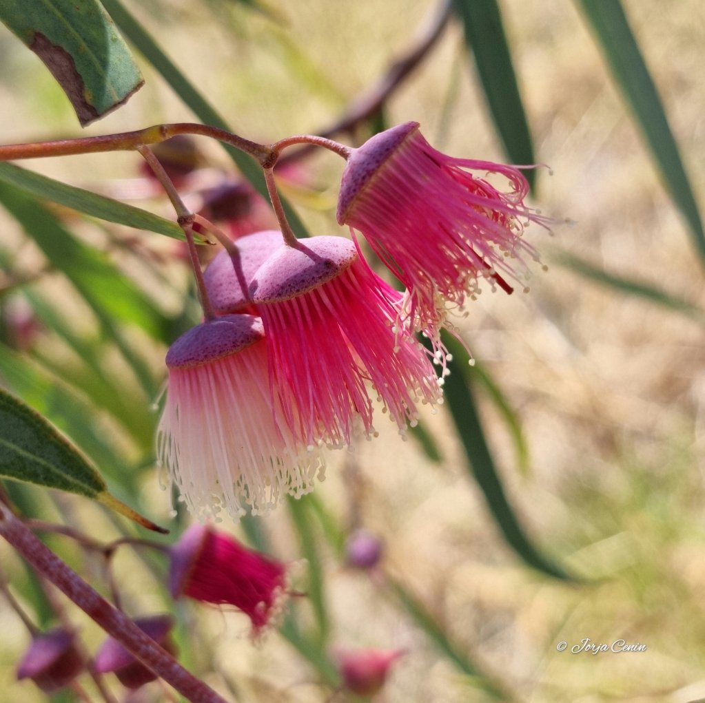Eucalyptus synandra 💗 #wildflowerhour #beautiful #flowers #eucbeaut