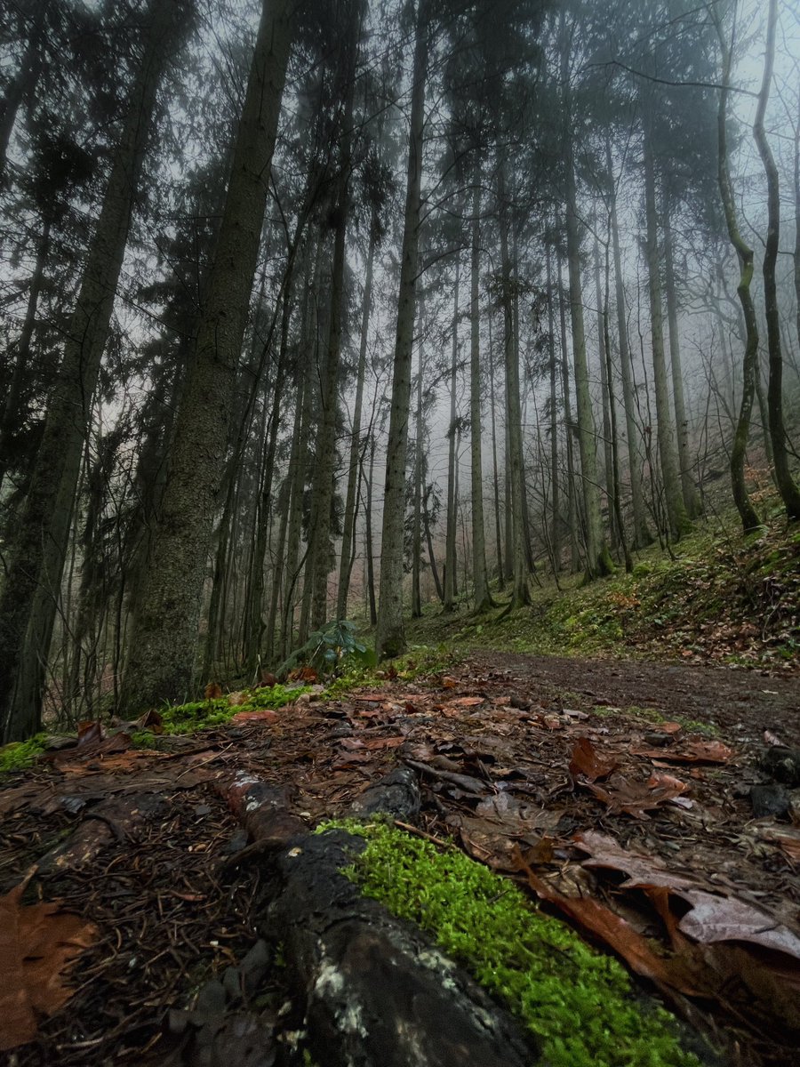 sa5hot's tweet photo. Foggy forest https://t.co/Apo8FZCwdF
