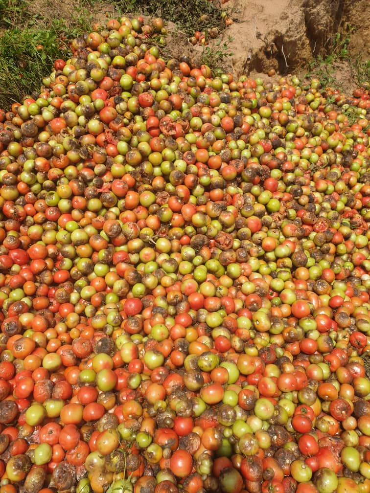 Divah Phiri tweet media