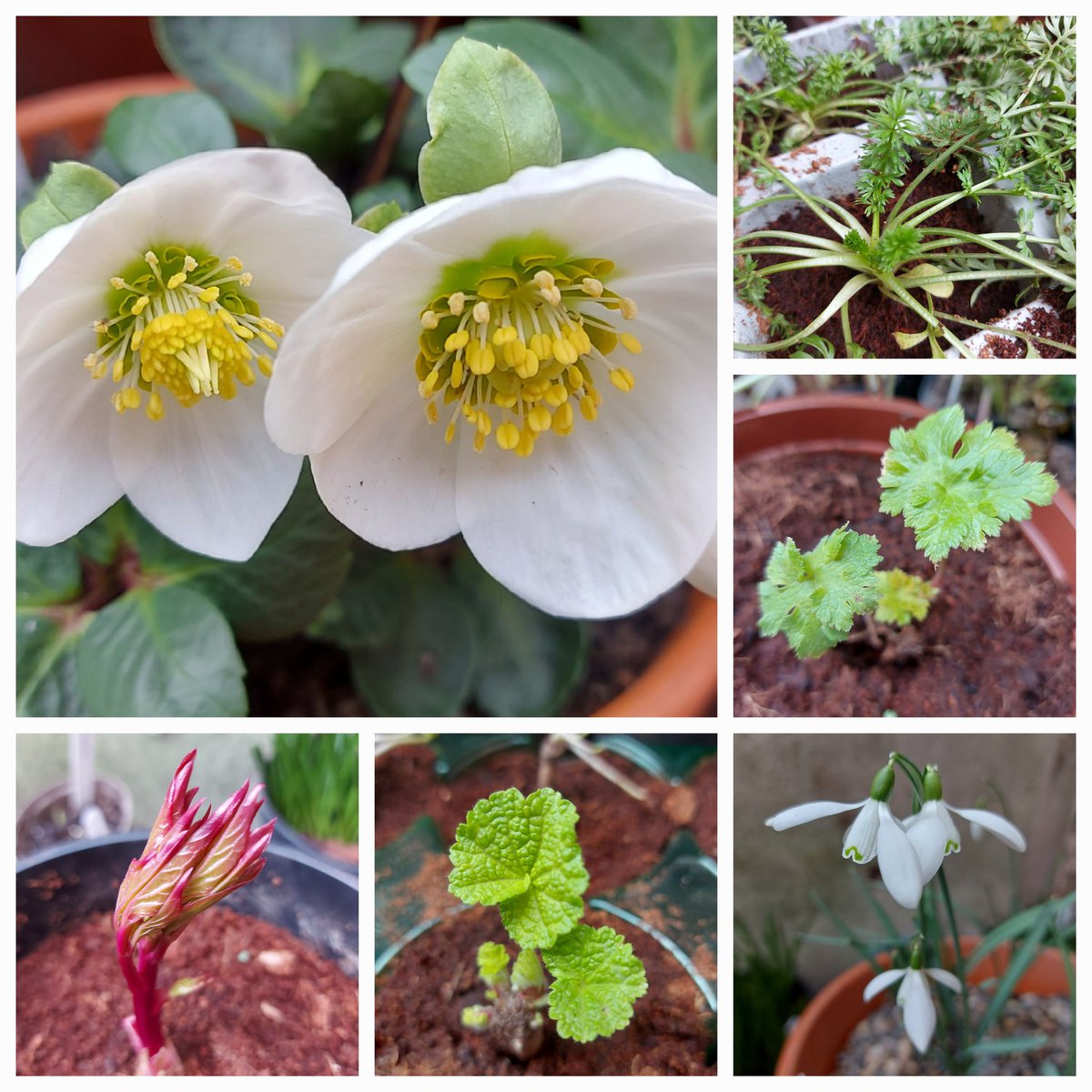 MySecretGard's tweet photo. Today's #SixOnSaturday has a bit of a White Garden theme, at the end of a slightly ropey week mental health-wise. Hellebores, nigella, geranium, snowdrops, hollyhock and peony.

https://t.co/j56onxmlhq

#gardening #GardeningTwitter #gardeningformentalhealth https://t.co/FbM6g5BG8z