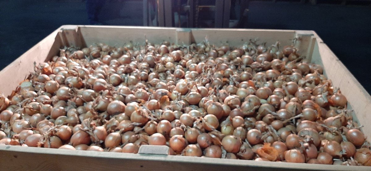 RemijnLuc's tweet photo. Oogst 2022 zaaiui rassenonderzoek @uirekaonderzoek wordt door @Uinovatie #UIKC verwerkt bij @cwiskerkeonions. 25 rassen uit Colijnplaat en 18 rassen uit Schoonloo. Resultaten op UIKC uiendag donderdag 24 augustus Colijnplaat @Proefboerderij @DelphyAkkerbZW https://t.co/dLrq69IYws