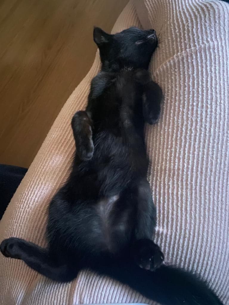 MNashCatRescue's tweet photo. Happy #Caturday news! Our little Rosie kitten has found her new home. 😻 #AdoptDontShop https://t.co/IwqMYBEUmM