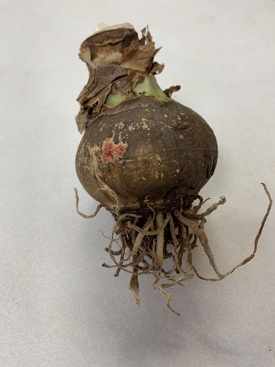 What could this be?? As KDG scientists, we can observe, predict, explore and collect data. I wonder what may happen? Some of our predictions include a tomato, an onion, a turnip? Let’s see…. <a href="/BishopFeild/">Bishop Feild Elementary</a> <a href="/NLESDCA/">NLESD</a>