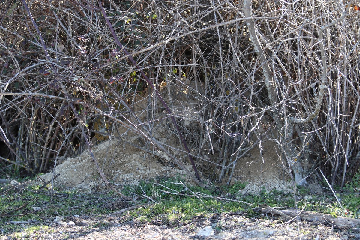 naturalisimoWeb's tweet image. Dos rastros de #tejón, #Meles meles. Letrina cerca de la tejonera y montón de arena en la entrada. #ManzanaresElReal #Mamíferos #rastros