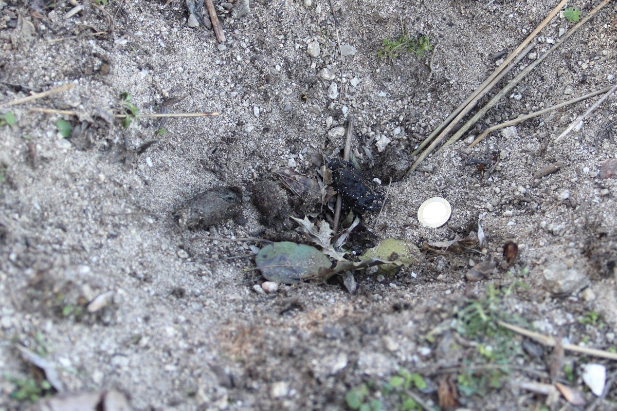 naturalisimoWeb's tweet image. Dos rastros de #tejón, #Meles meles. Letrina cerca de la tejonera y montón de arena en la entrada. #ManzanaresElReal #Mamíferos #rastros