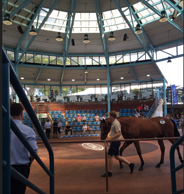 brianchegs's tweet photo. Best memory of #classic @inglis_sales was at the old Newmarket complex. We #Pinhooked a colt by #Snippetson out of Calm as A Lady. Bought the weanling as a foal at foot for $11,000 &amp; sold it for $110,000.Dave Metcalfe you legend for finding
Starts tomorrow - Best of luck to all https://t.co/Ay0idT7LuD
