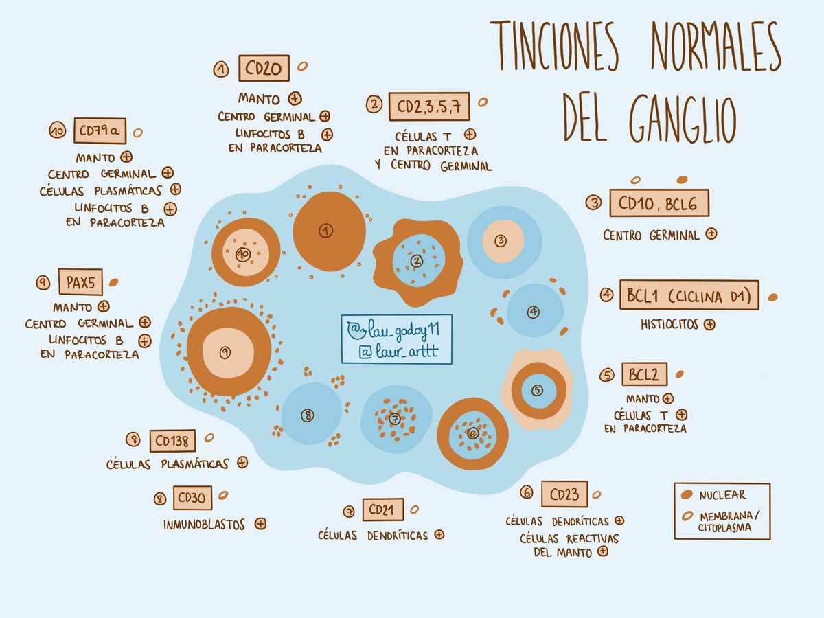 💙Tinciones normales del ganglio 💙
#path #pathology #twitterpath #hemepath