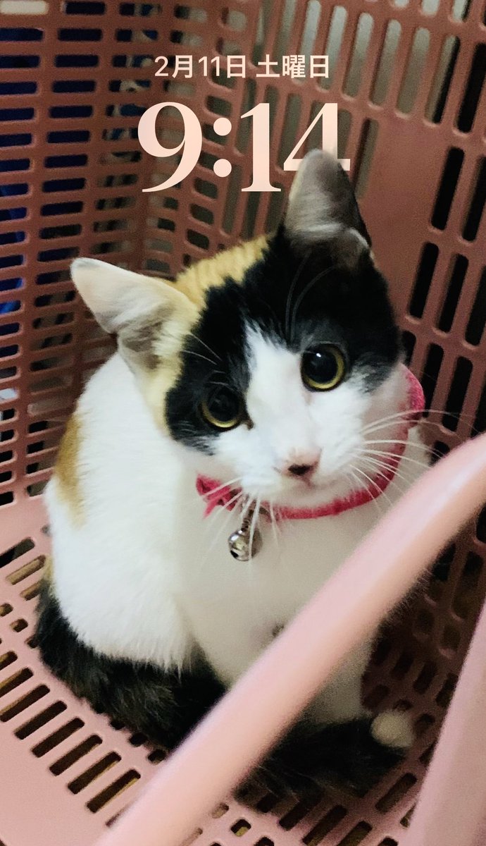 Color_0916's tweet photo. #ご覧になった方は無言で猫の待受画像を上げましょう

エコカゴが好き(*´ω`*)✨

#三毛猫 #保護猫 #calico
#猫のいる暮らし
#猫のいる幸せ https://t.co/sitcNIyyBW
