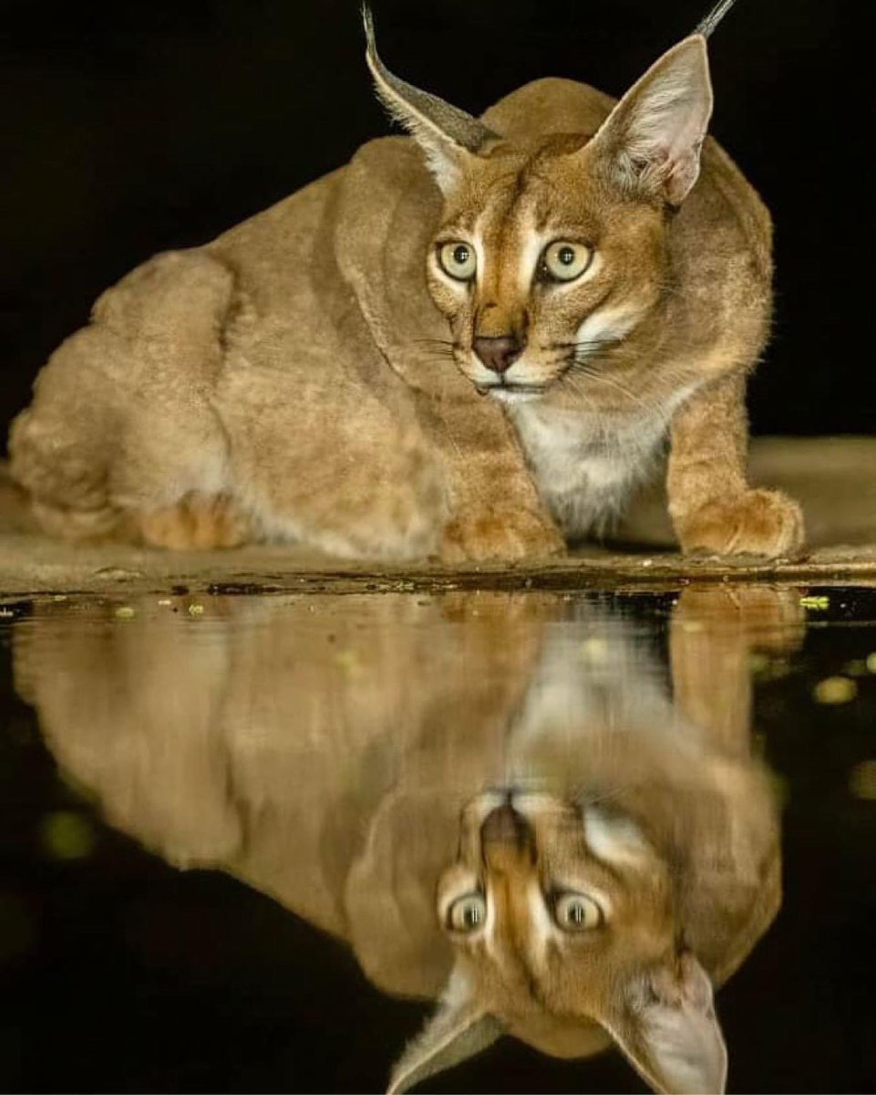 #Wildlife #photooftheday
Sublime CARACAL Cat beautifully captured 
from a hide at @lentorrelodge in Kenya
by #wildographer