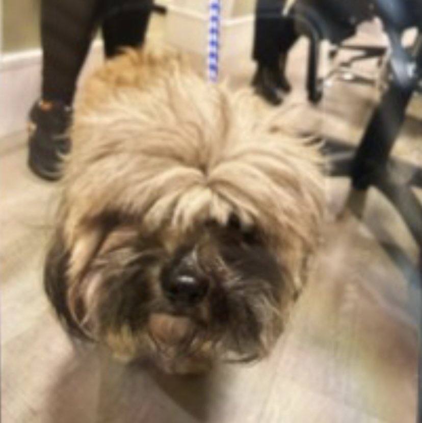 rosiedoc666's tweet photo. π¨HELP - WHERE IS THIS DOGπ¨
π₯SHE WAS FOUND, OWNER KNOWS THIS DUE TO FB POST-NO IDEA WHERE SHES BEEN TAKEN/OWNER IS REALLY UPSET-PLS IF YOU KNOW ANYTHING LET US KNOWπ₯
Female/adult #LhasaApso brown / black
MISSING FROM #Epsom #SURREY #KT17 SOUTH EAST
https://t.co/GkOcgozIXZ https://t.co/EX9KXccVie