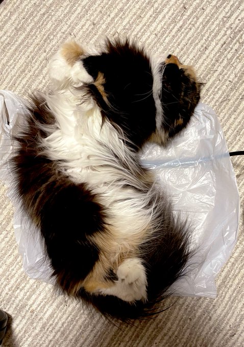 あんこちゃんはビニール袋の上で寝るのが好き
広げると中に入ってきます😍 