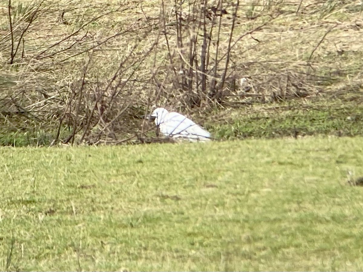 liamreid85's tweet photo. Little Egret seen briefly between Ashfield and Kinbuck, in field adjacent to Allan Water. @UpperForthBirds https://t.co/7rkqPCCNiL