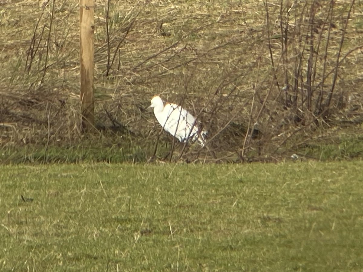 liamreid85's tweet photo. Little Egret seen briefly between Ashfield and Kinbuck, in field adjacent to Allan Water. @UpperForthBirds https://t.co/7rkqPCCNiL