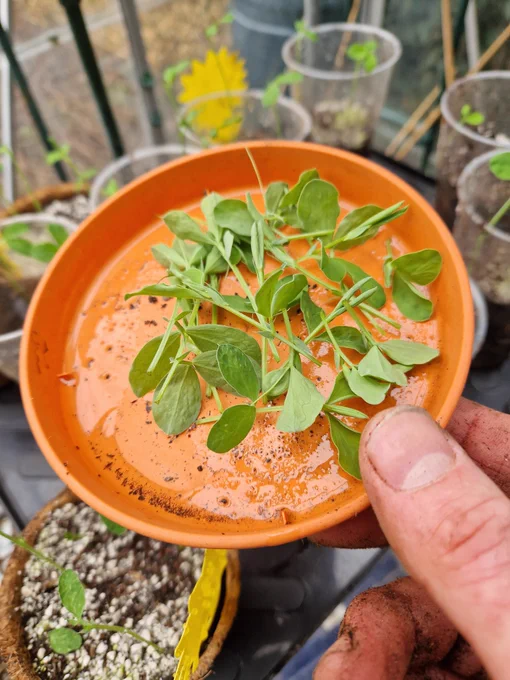 Image from 🌱Greedy_gardens 🐞🐝🌻🌷🪻🍓🍆🥕🌽🥒🥦🧄🧅🫛🍅 (@greedy_gardens)